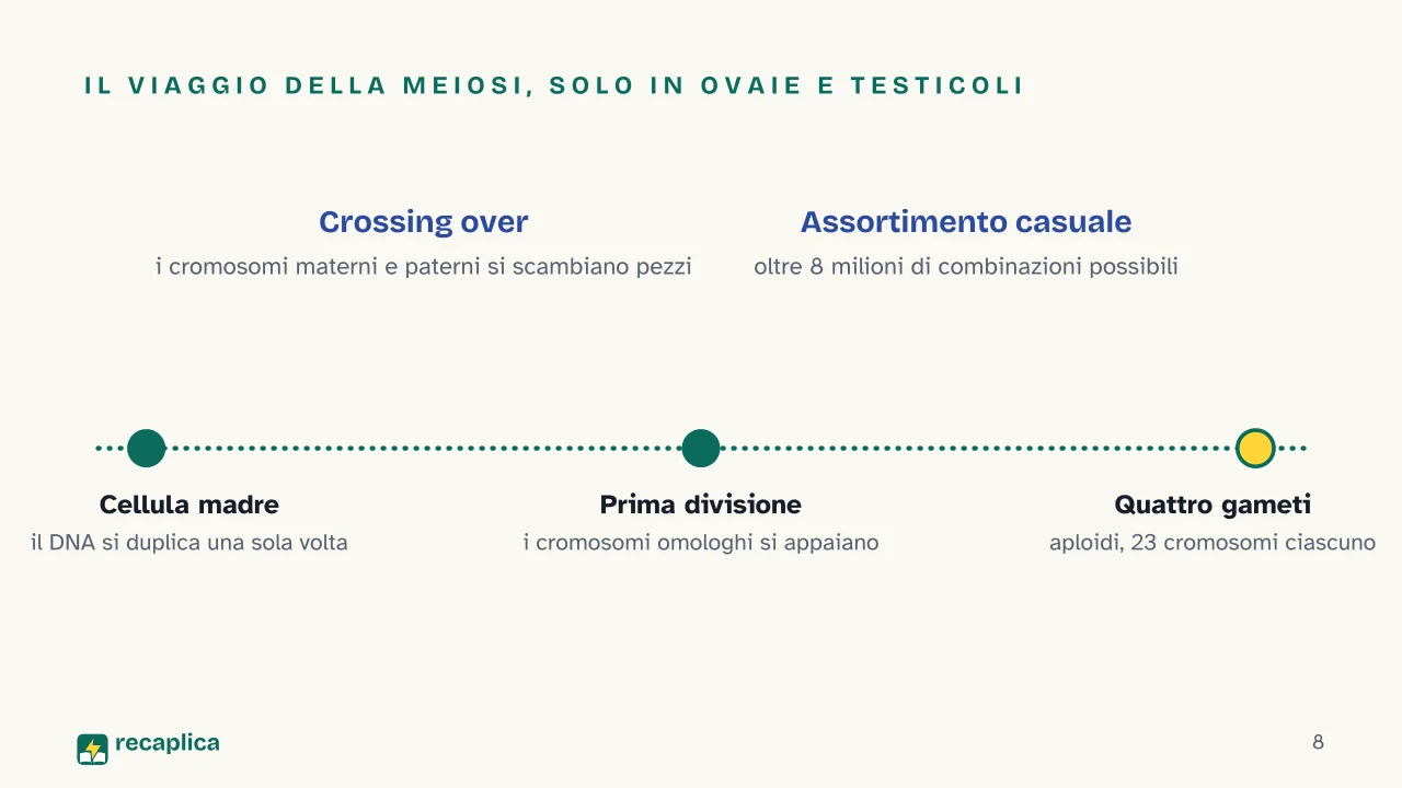 Slide 8 della presentazione su Mitosi e meiosi: Il viaggio della meiosi, solo in ovaie e testicoli