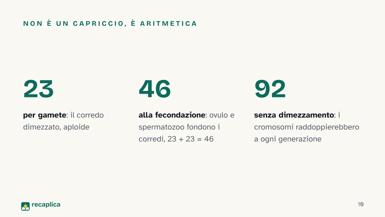 Slide 10 della presentazione su Mitosi e meiosi: Non è un capriccio, è aritmetica