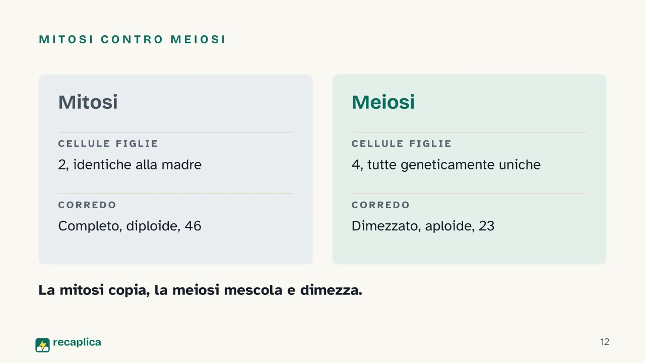 Slide 12 della presentazione su Mitosi e meiosi: Mitosi contro meiosi