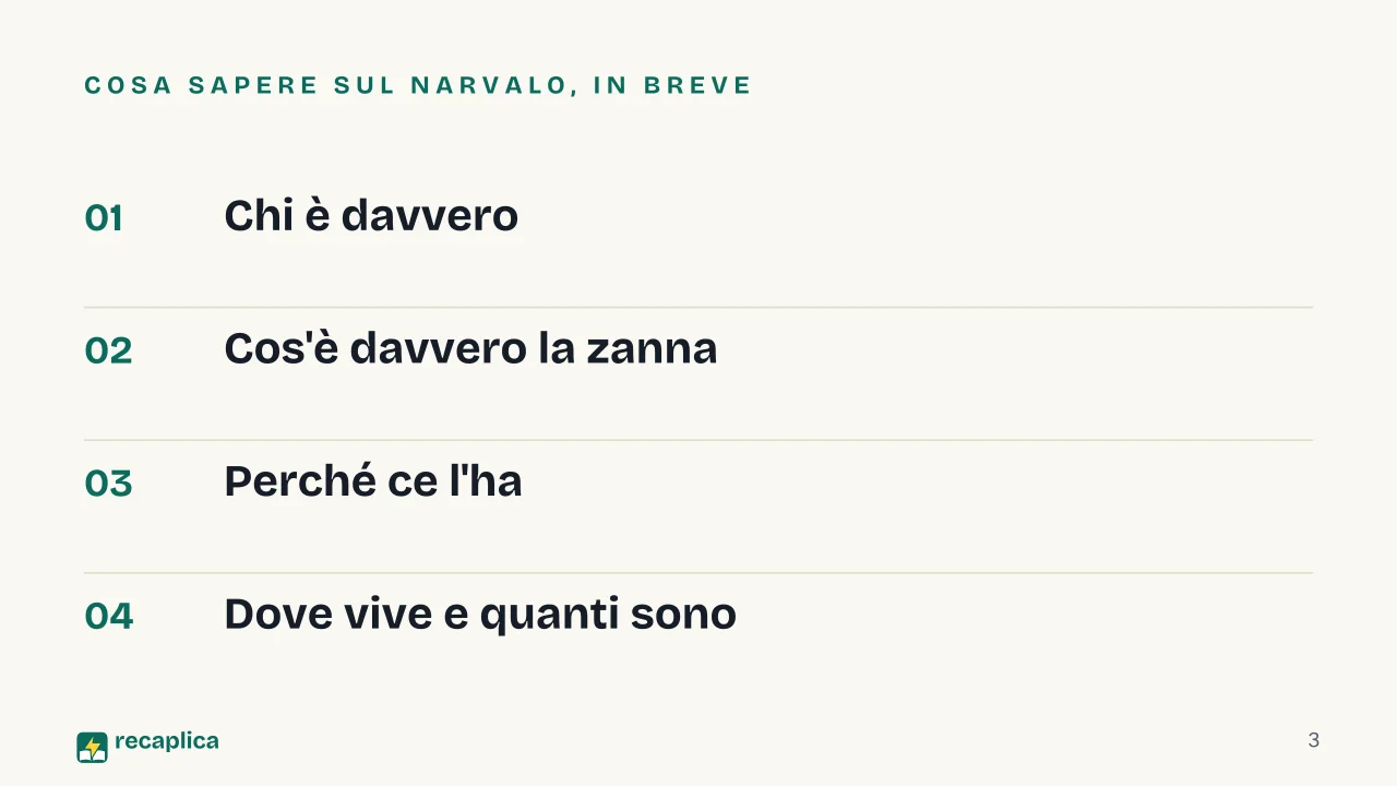 Slide 3 della presentazione su Narvalo: Cosa sapere sul narvalo, in breve