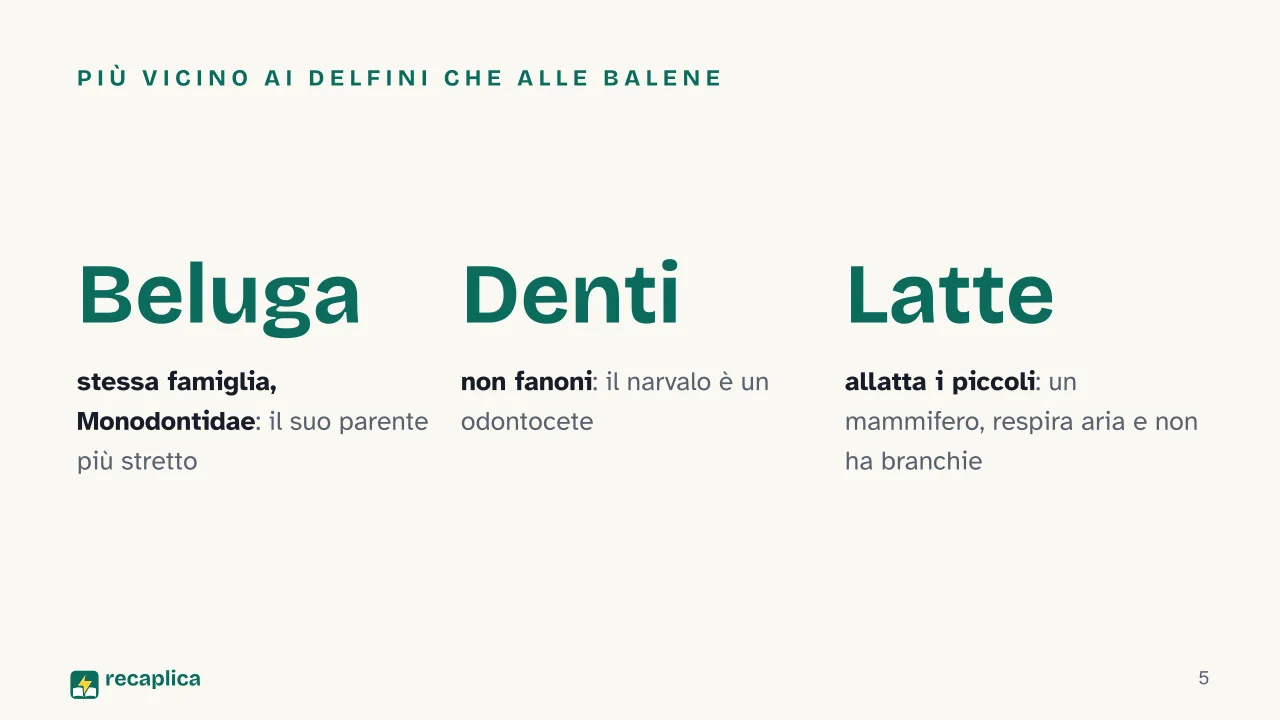 Slide 5 della presentazione su Narvalo: Più vicino ai delfini che alle balene