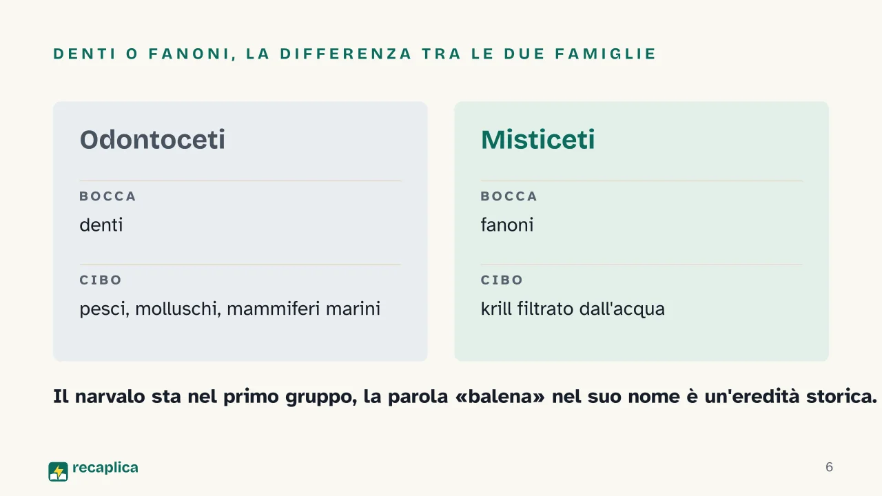 Slide 6 della presentazione su Narvalo: Denti o fanoni, la differenza tra le due famiglie