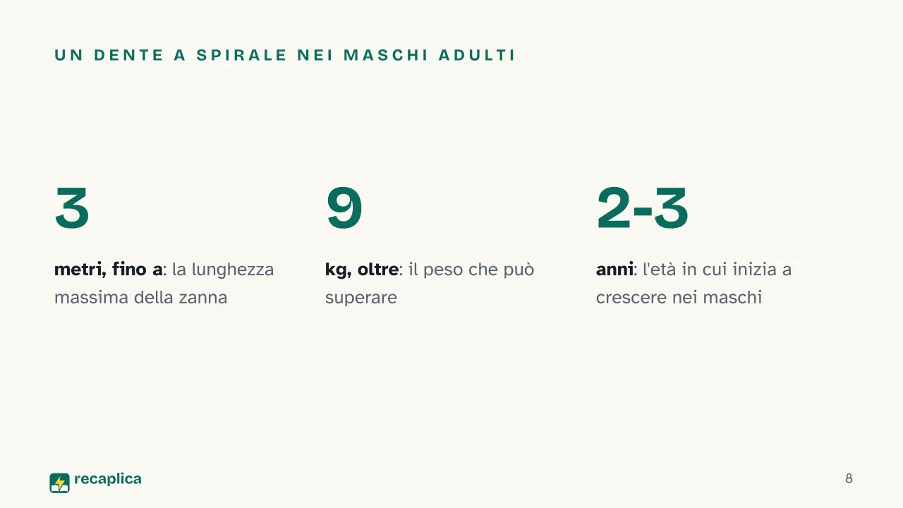Slide 8 della presentazione su Narvalo: Un dente a spirale nei maschi adulti