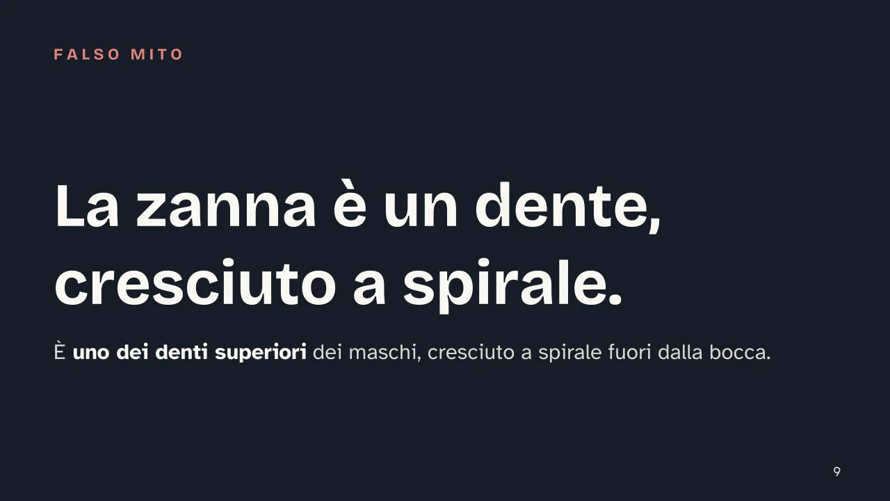 Slide 9 della presentazione su Narvalo: La zanna è un dente, cresciuto a spirale.