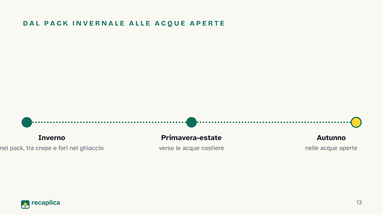 Slide 13 della presentazione su Narvalo: Dal pack invernale alle acque aperte