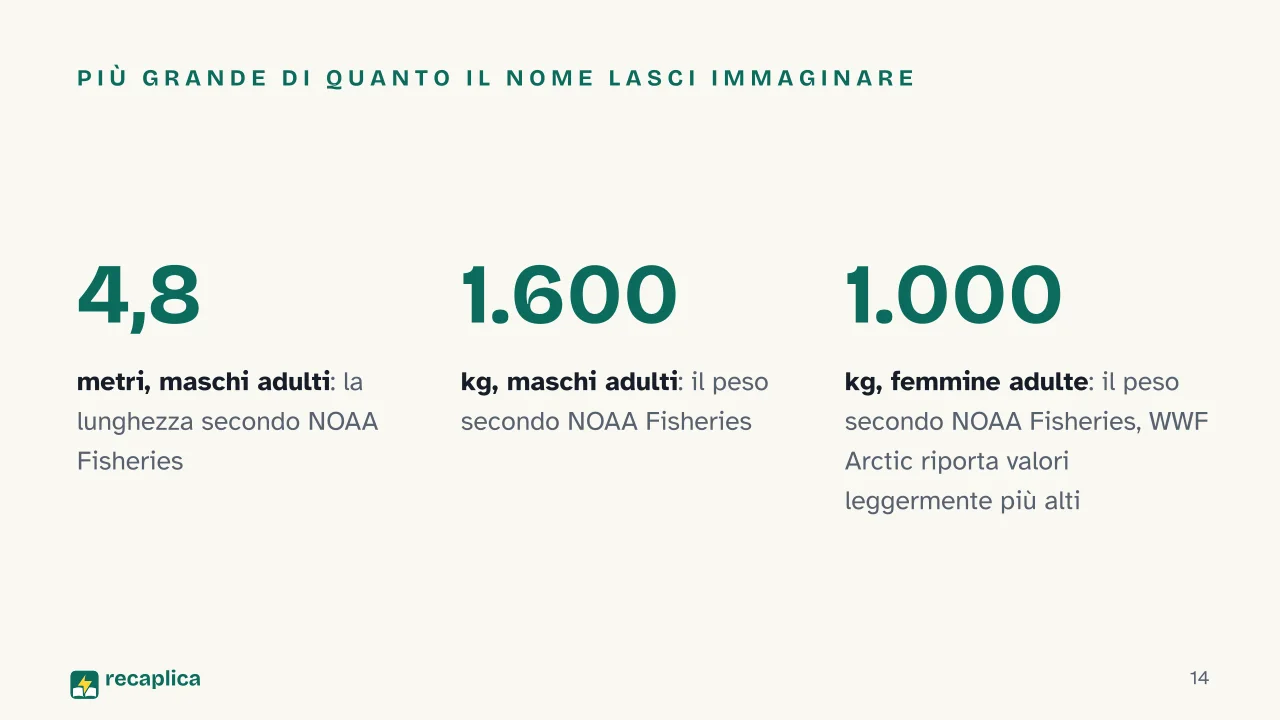 Slide 14 della presentazione su Narvalo: Più grande di quanto il nome lasci immaginare