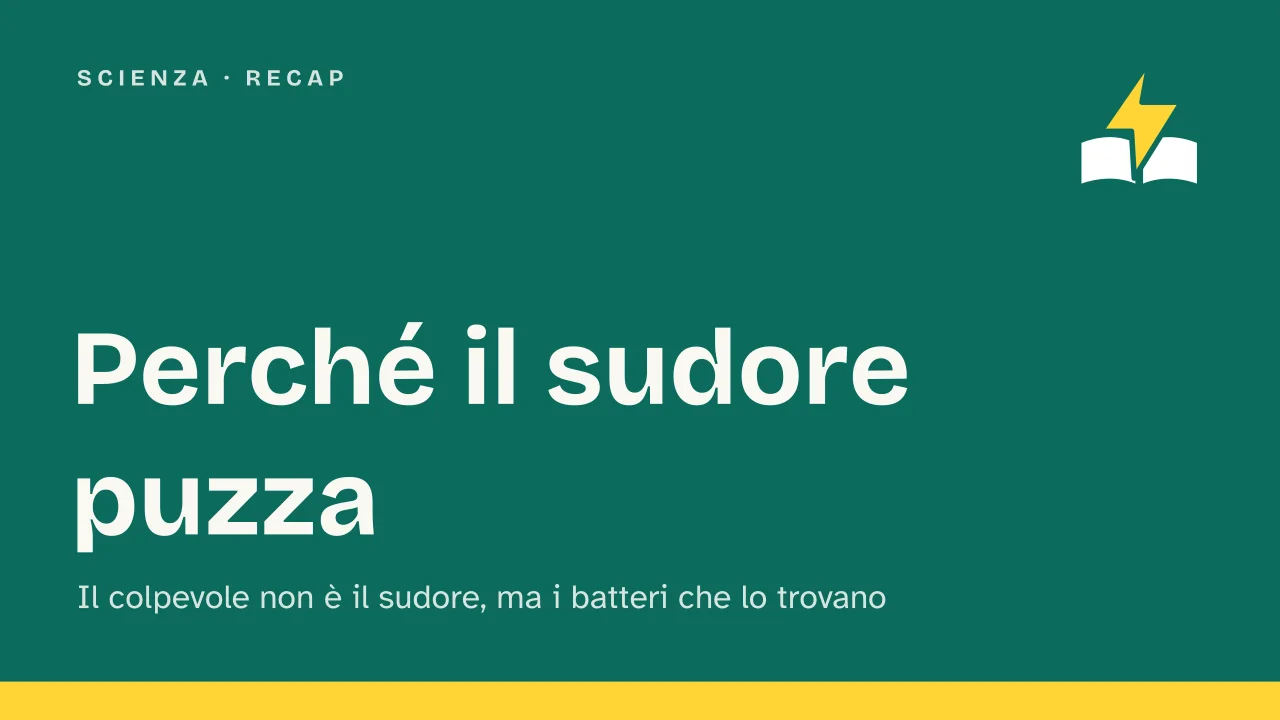 Slide 1 della presentazione su Perché il sudore puzza: Perché il sudore puzza