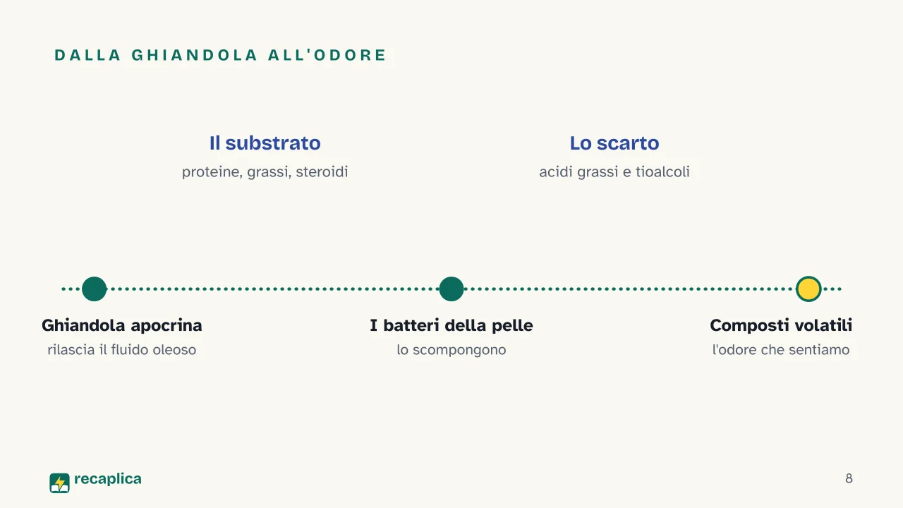 Slide 8 della presentazione su Perché il sudore puzza: Dalla ghiandola all'odore