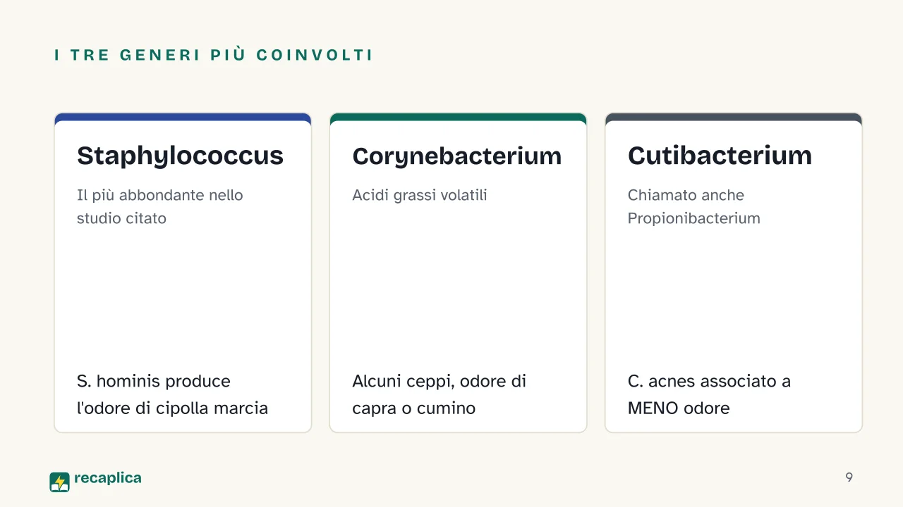 Slide 9 della presentazione su Perché il sudore puzza: I tre generi più coinvolti: Staphylococcus, Corynebacterium, Cutibacterium