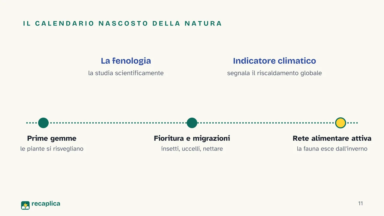 Slide 11 della presentazione su Primavera: Il calendario nascosto della natura
