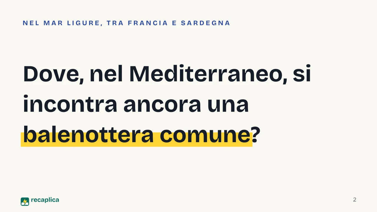 Slide 2 della presentazione su Santuario Pelagos: Dove, nel Mediterraneo, si incontra ancora una balenottera comune?