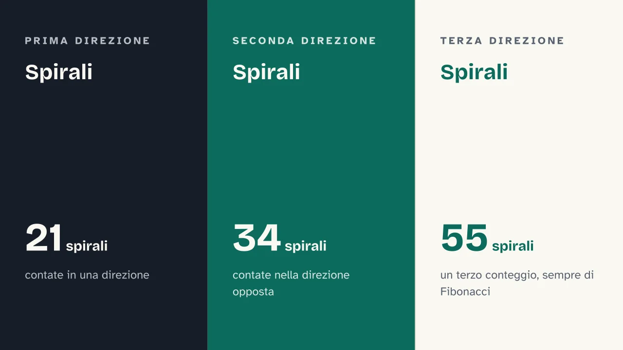 Slide 12 della presentazione su Sequenza di Fibonacci: Spirali · Spirali · Spirali