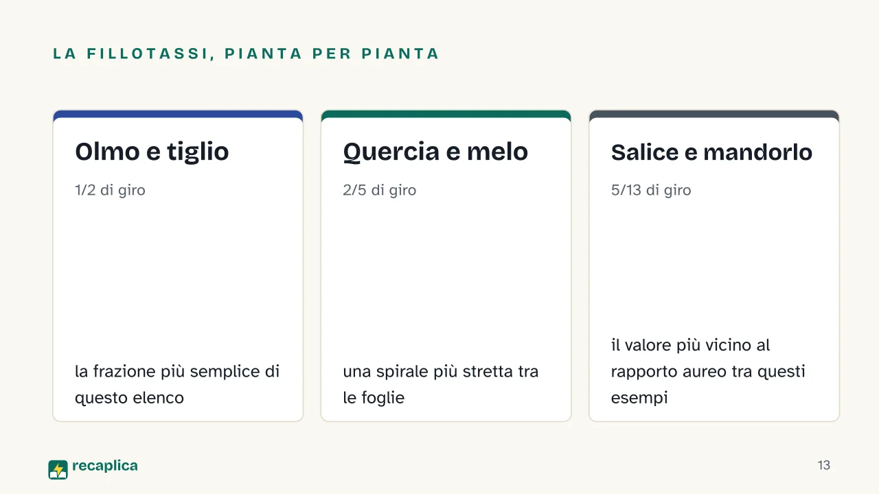 Slide 13 della presentazione su Sequenza di Fibonacci: La fillotassi, pianta per pianta: Olmo e tiglio, Quercia e melo, Salice e mandorlo