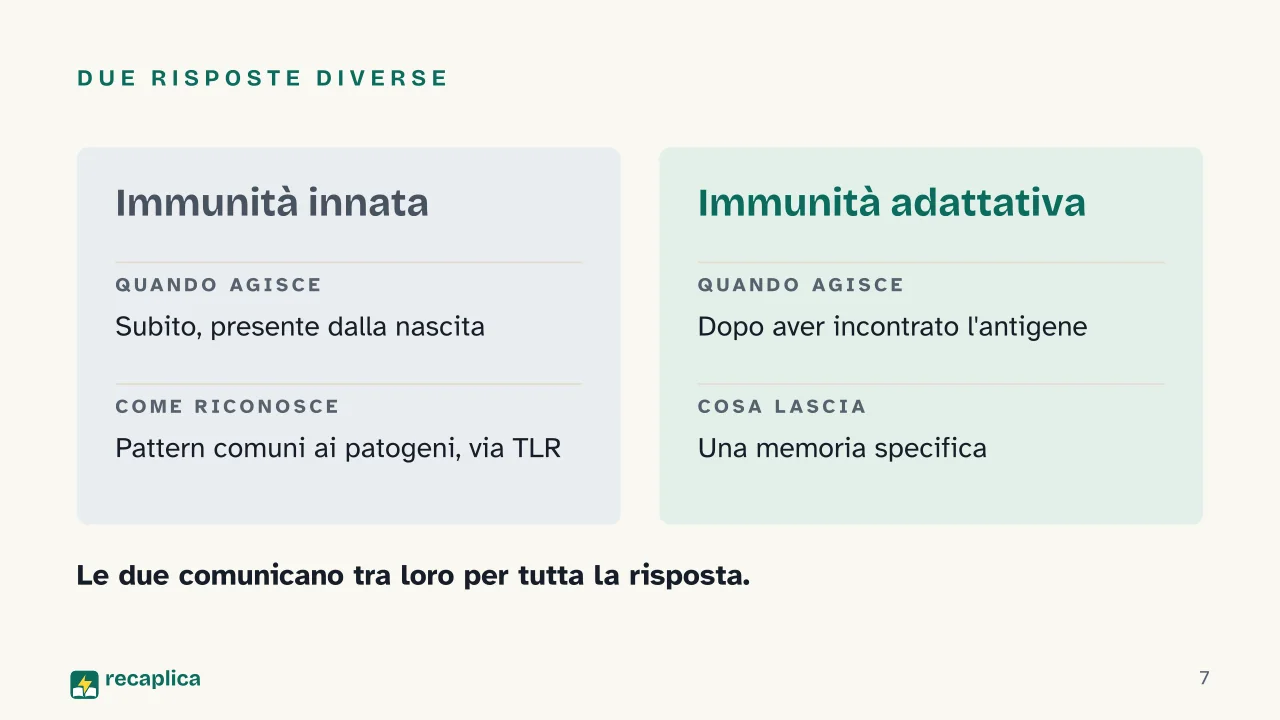 Slide 7 della presentazione su Sistema immunitario, come funziona: Due risposte diverse