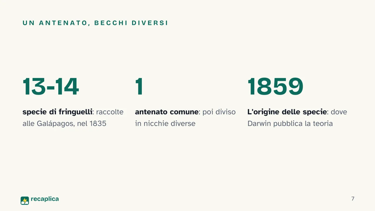 Slide 7 della presentazione su Teoria dell'evoluzione di Darwin: Un antenato, becchi diversi