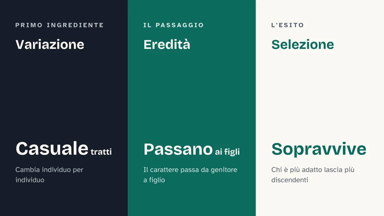 Slide 8 della presentazione su Teoria dell'evoluzione di Darwin: Variazione · Eredità · Selezione