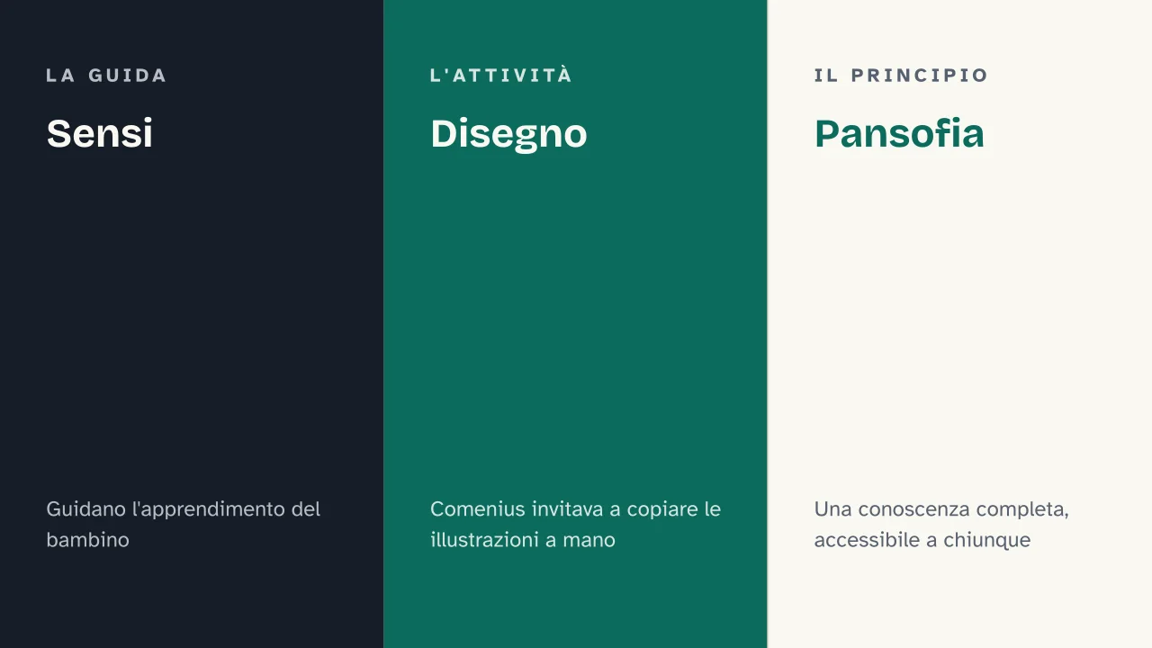 Slide 8 della presentazione su Orbis Sensualium Pictus: Sensi · Disegno · Pansofia