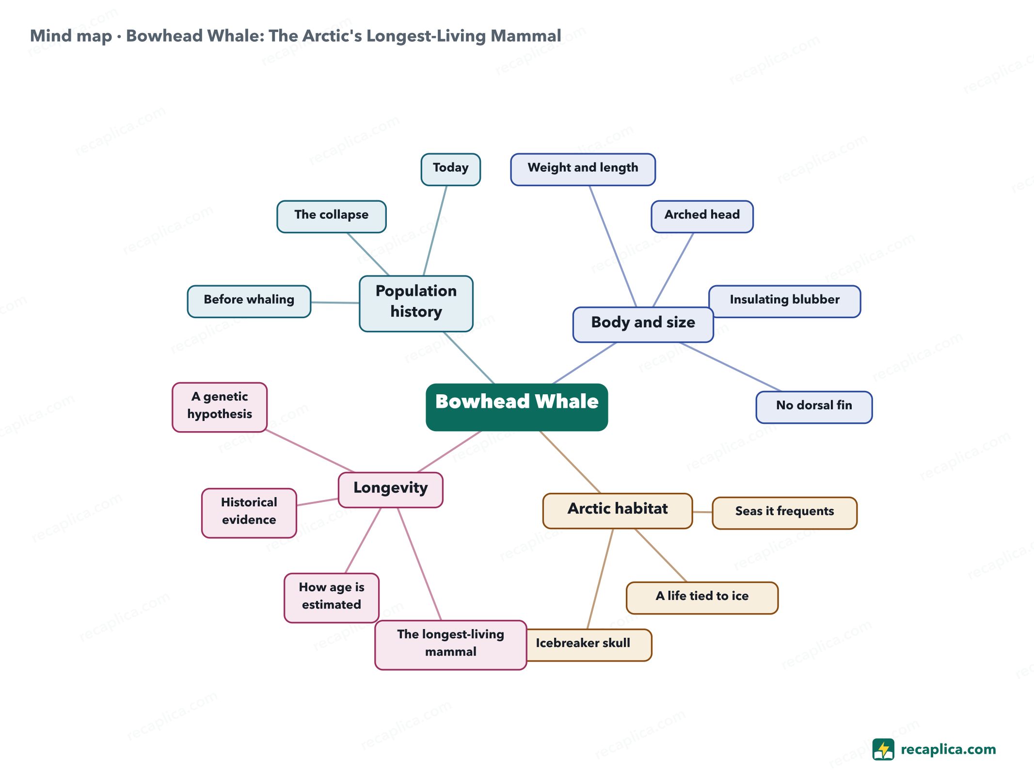Mind map: Bowhead Whale: The Arctic's Longest-Living Mammal
