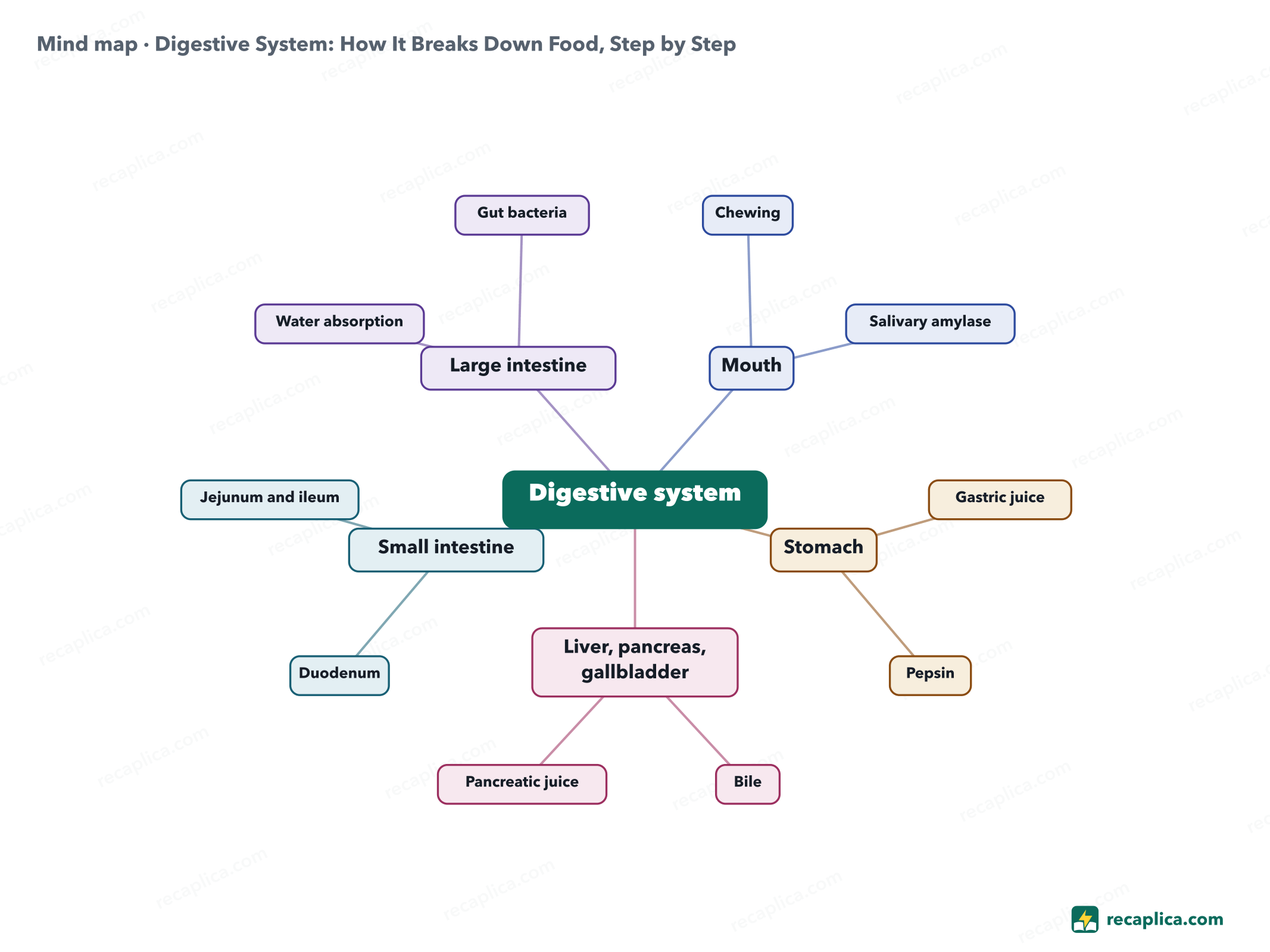 Mind map: Digestive System: How It Breaks Down Food, Step by Step