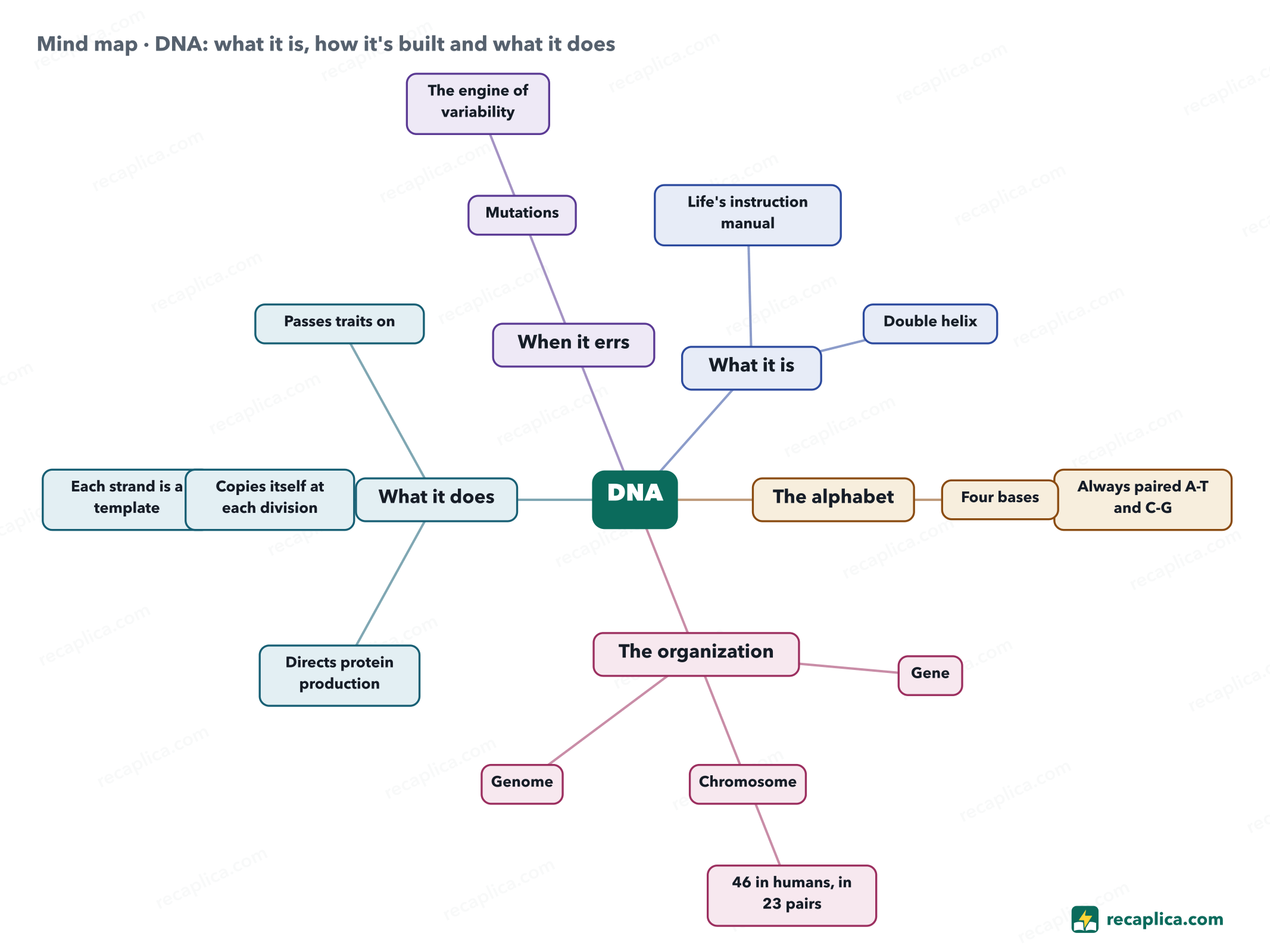 Mind map: DNA: what it is, how it's built and what it does