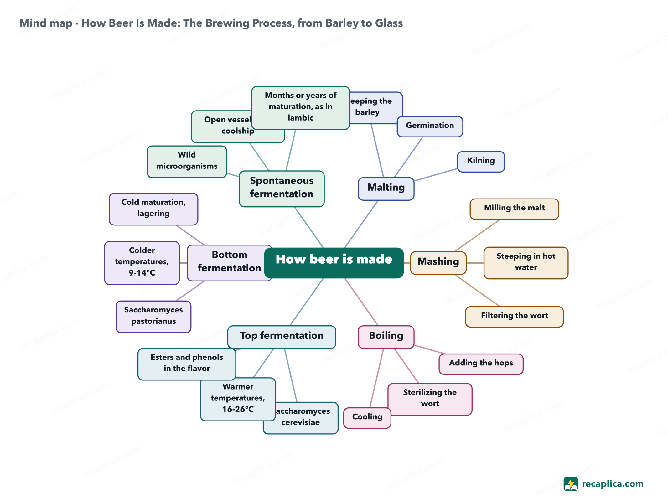 Mind map: How Beer Is Made: The Brewing Process, from Barley to Glass