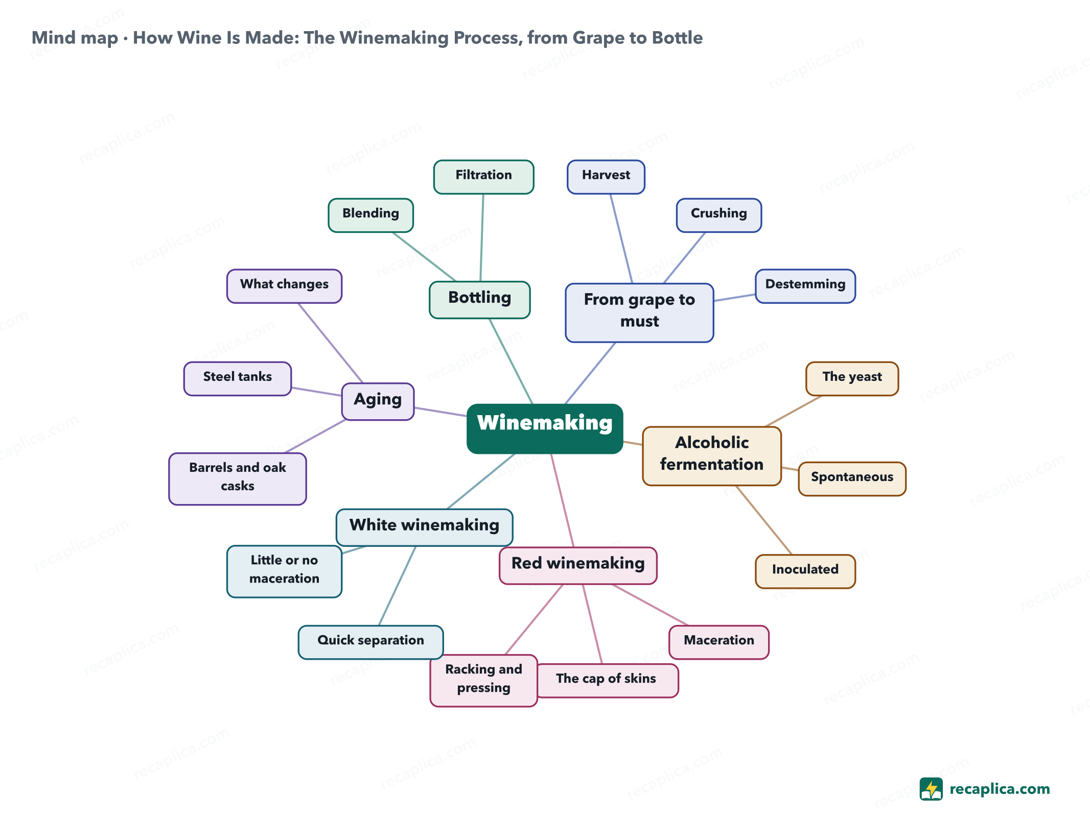 Mind map: How Wine Is Made: The Winemaking Process, from Grape to Bottle