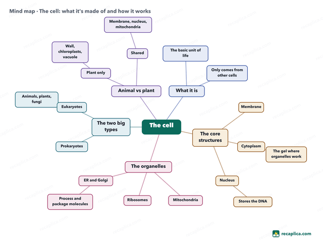 Mind map: The cell