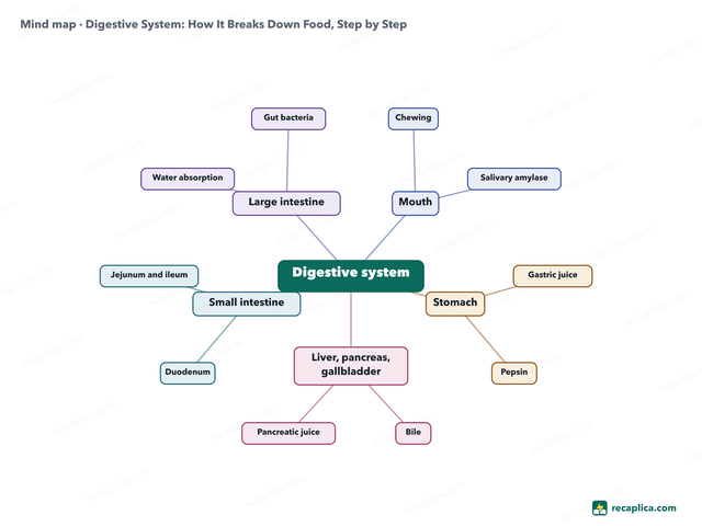 Mind map: Digestive System