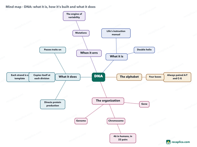 Mind map: DNA