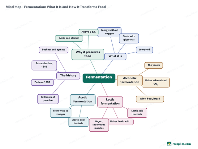 Mind map: Fermentation