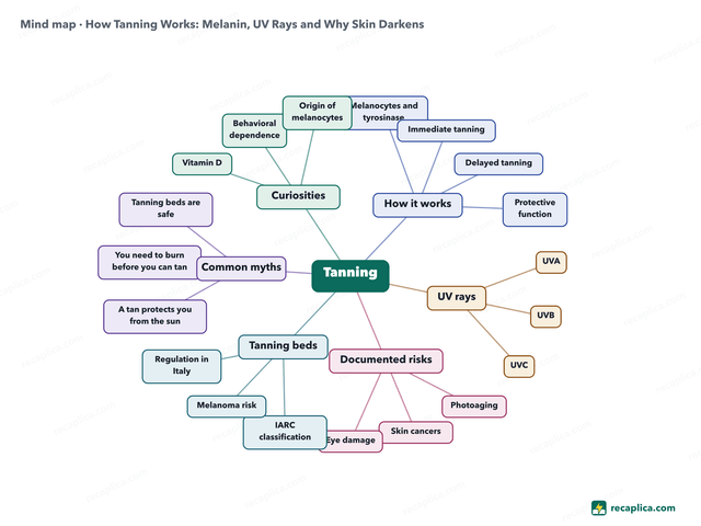 Mind map: How Tanning Works