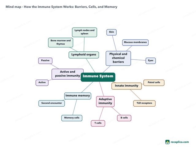 Mind map: How the Immune System Works