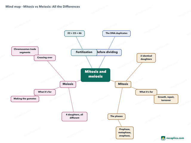 Mind map: Mitosis vs Meiosis