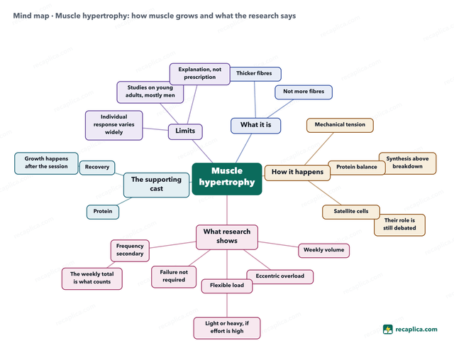 Mind map: Muscle hypertrophy