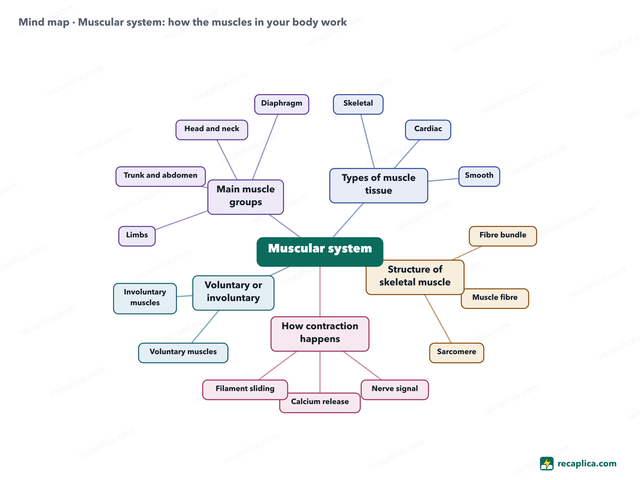Mind map: Muscular system