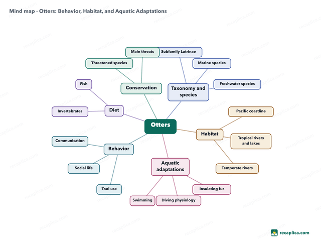 Mind map: Otters