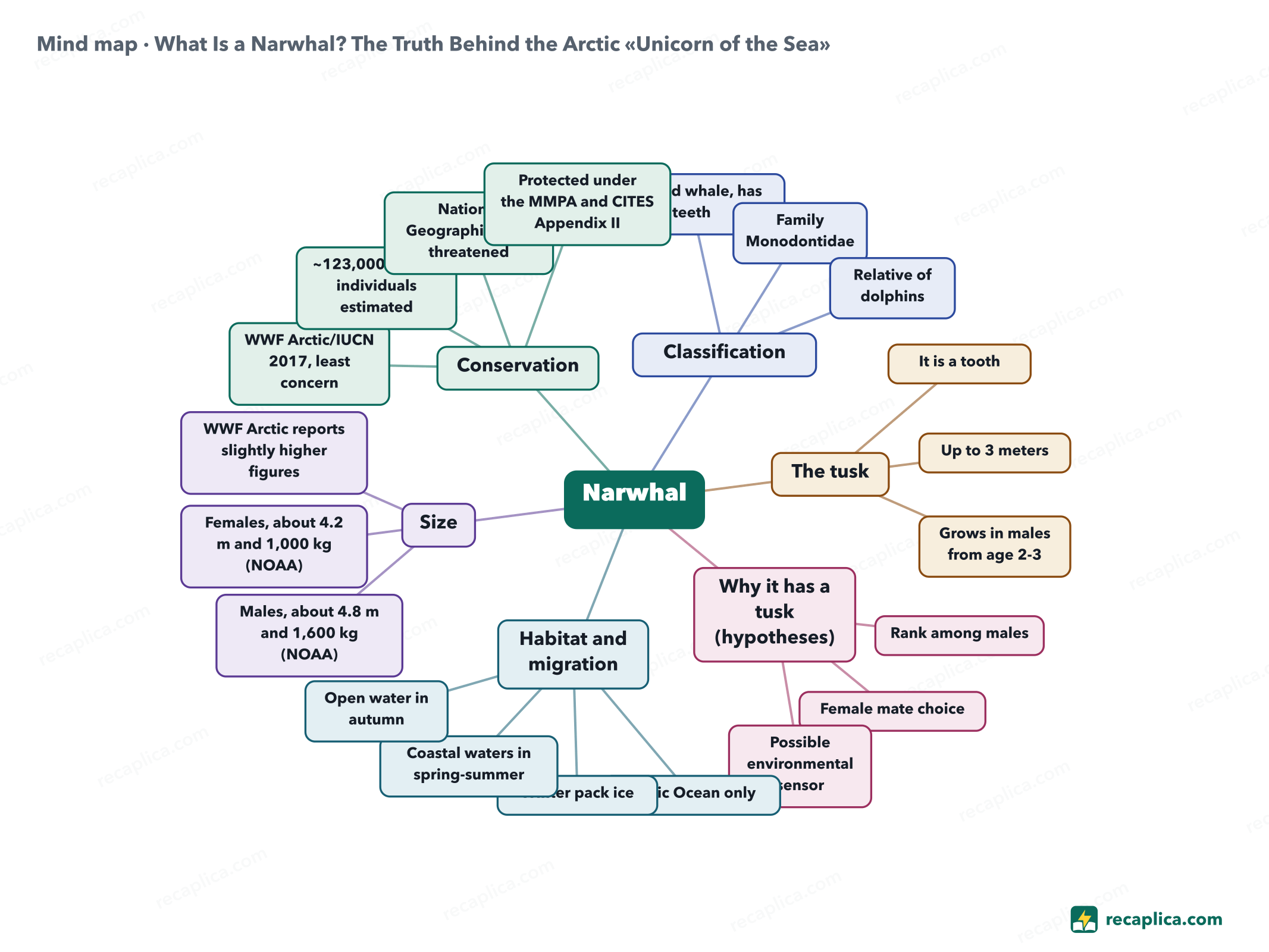 Mind map: What Is a Narwhal? The Truth Behind the Arctic «Unicorn of the Sea»