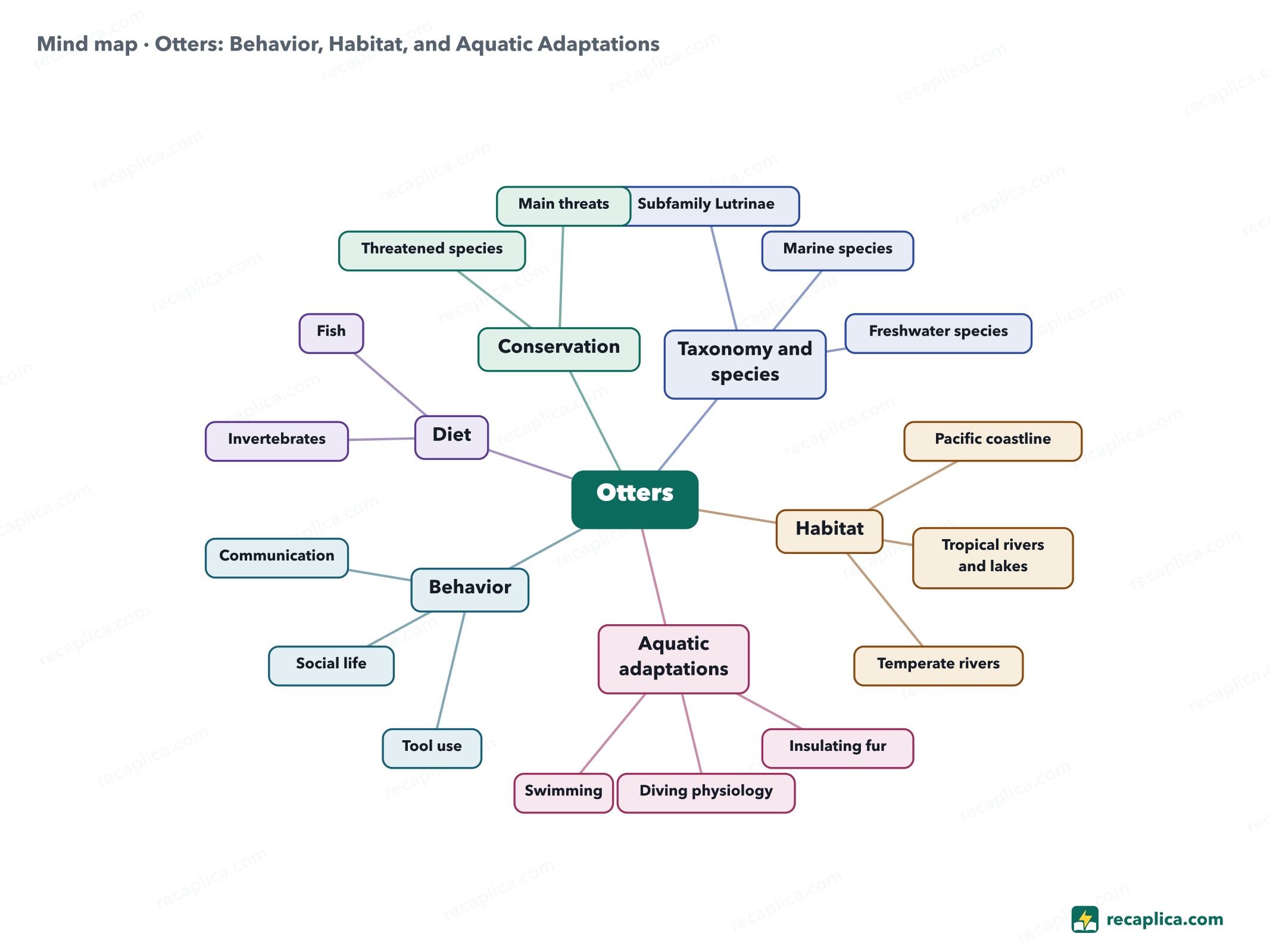 Mind map: Otters: Behavior, Habitat, and Aquatic Adaptations