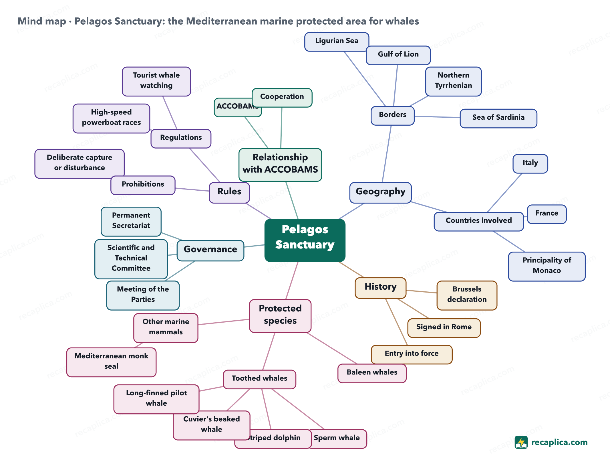 Mind map: Pelagos Sanctuary: the Mediterranean marine protected area for whales