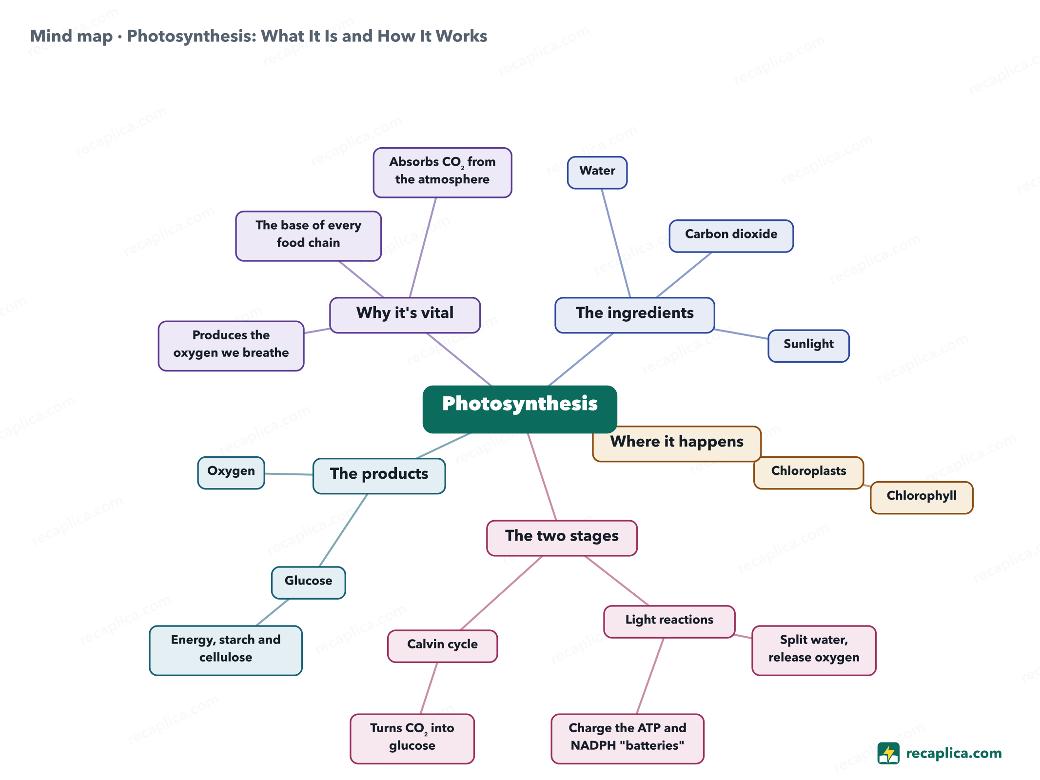 Mind map: Photosynthesis: What It Is and How It Works