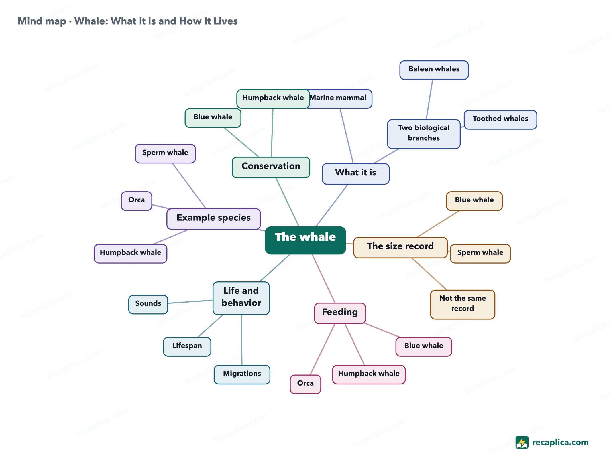 Mind map: Whale: What It Is and How It Lives