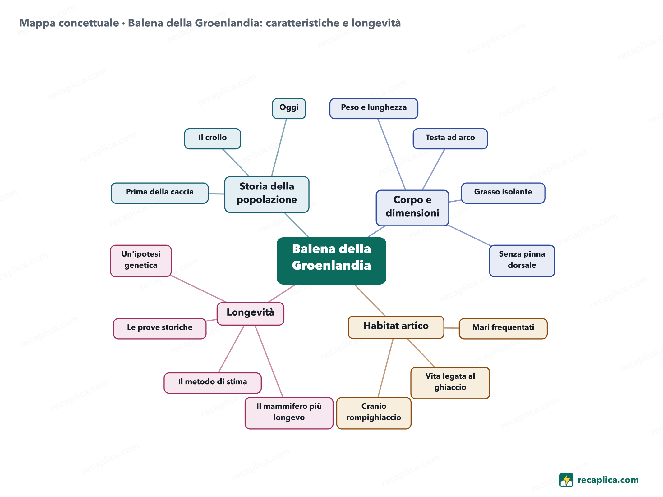 Mappa concettuale: Balena della Groenlandia: caratteristiche e longevità