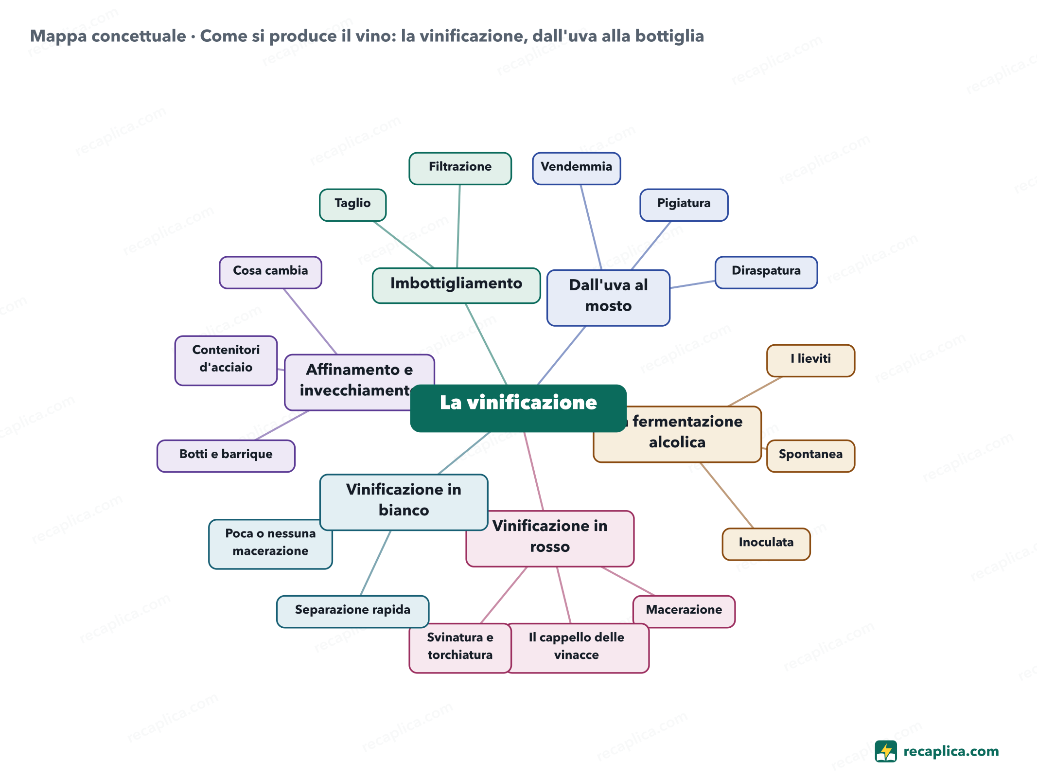 Mappa concettuale: Come si produce il vino: la vinificazione, dall'uva alla bottiglia