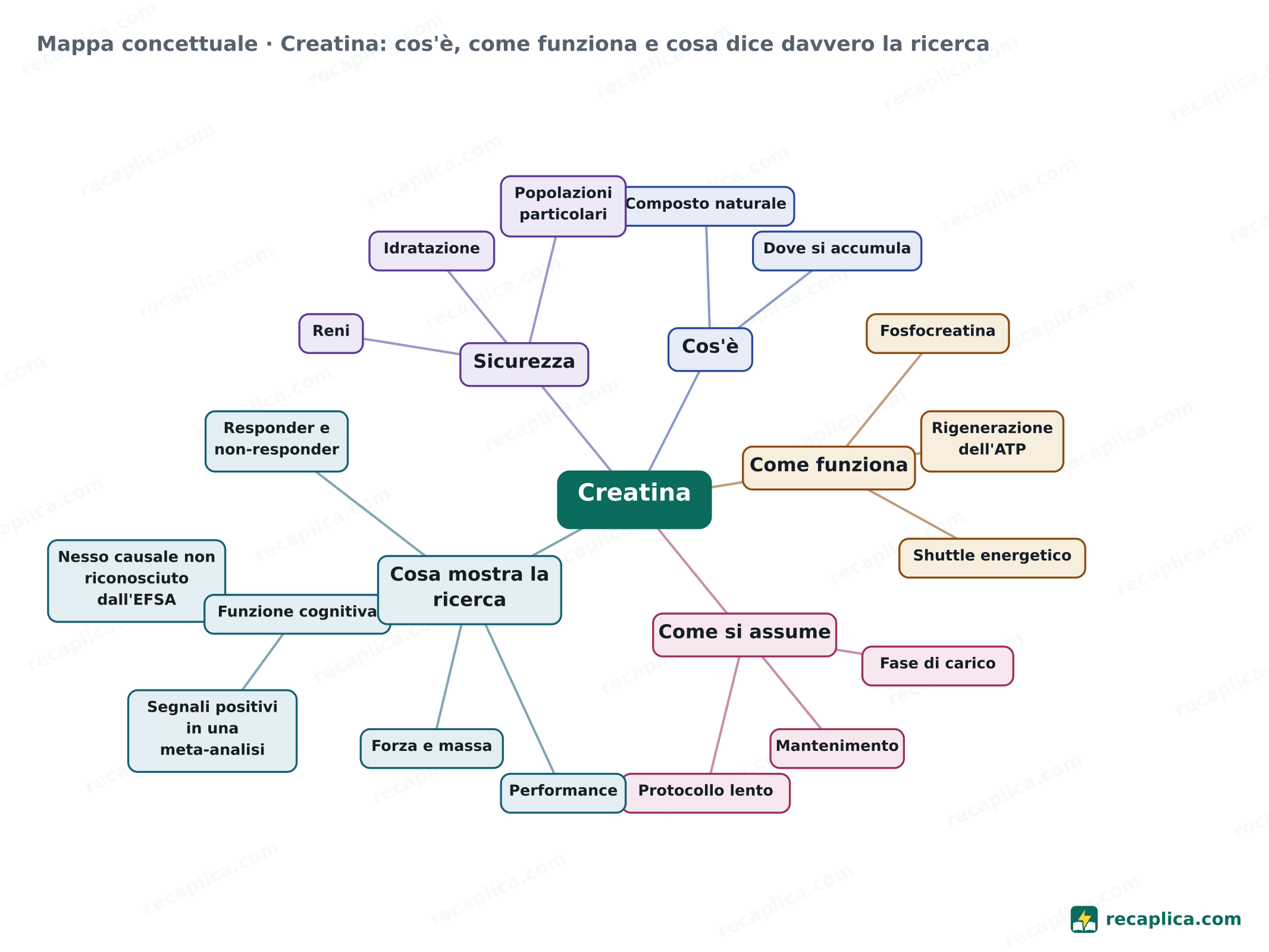 Mappa concettuale: Creatina: cos'è, come funziona e cosa dice davvero la ricerca