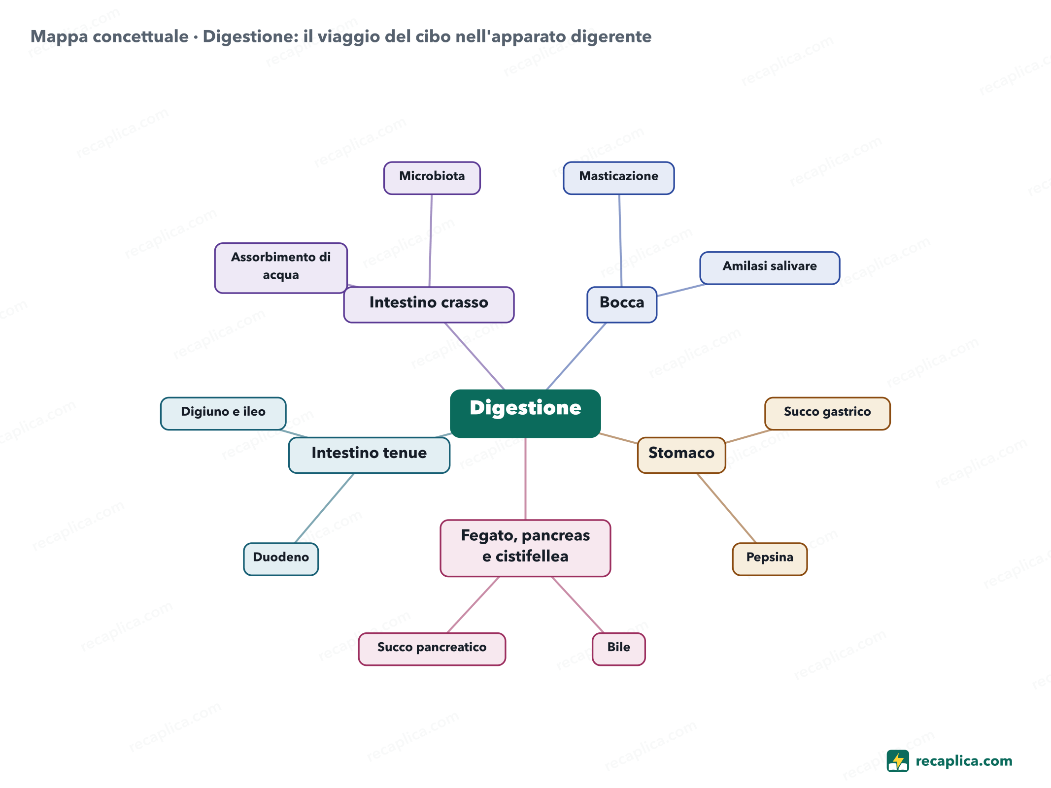 Mappa concettuale: Digestione: il viaggio del cibo nell'apparato digerente