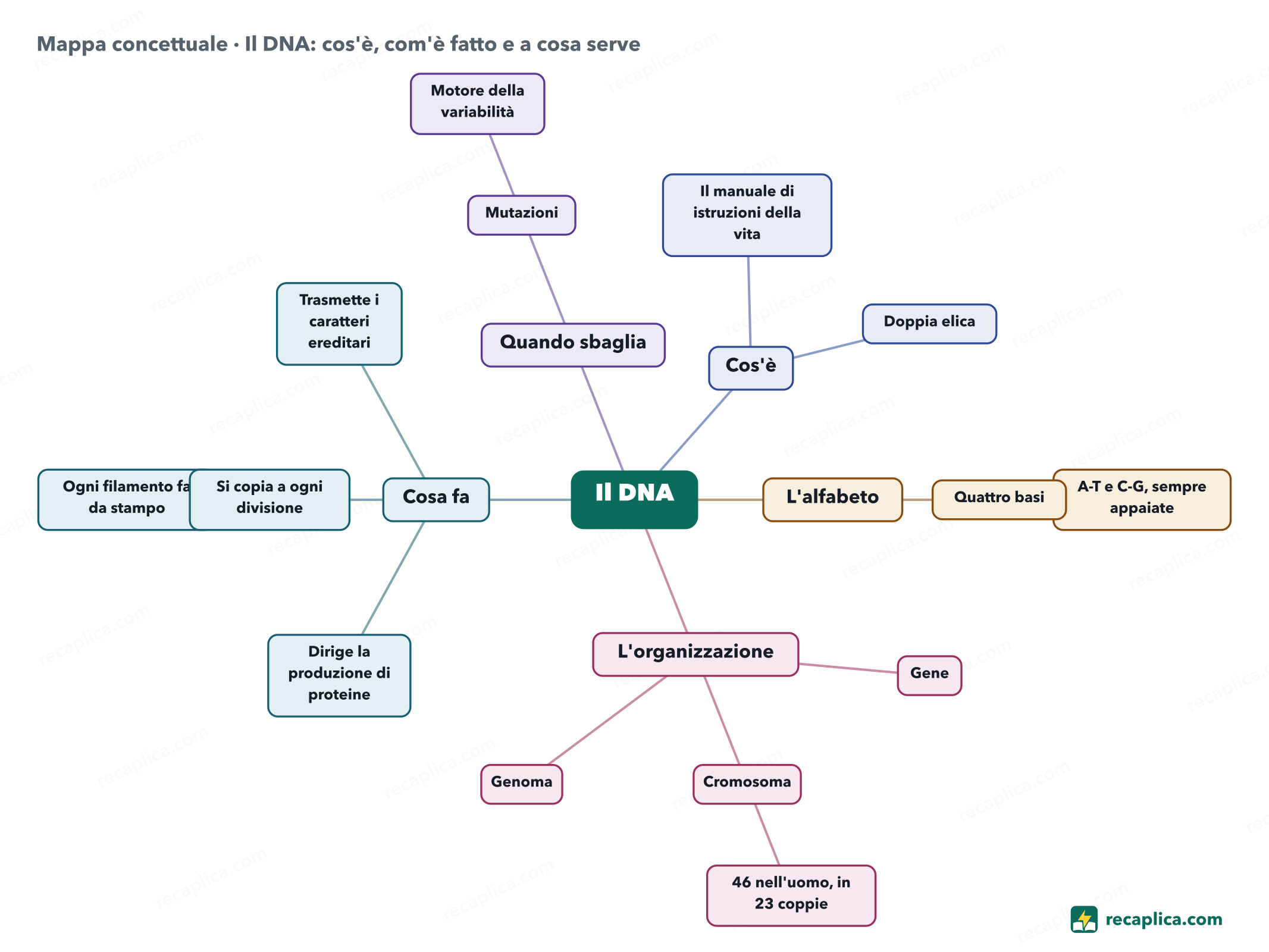 Mappa concettuale: Il DNA: cos'è, com'è fatto e a cosa serve