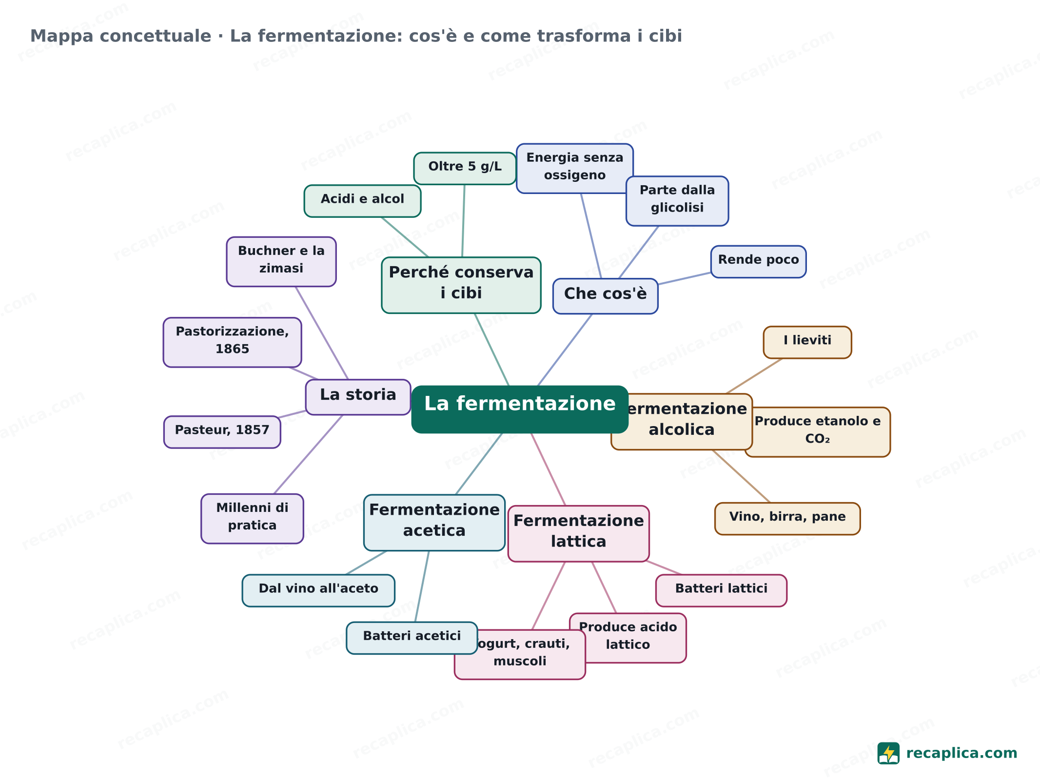 Mappa concettuale: La fermentazione: cos'è e come trasforma i cibi
