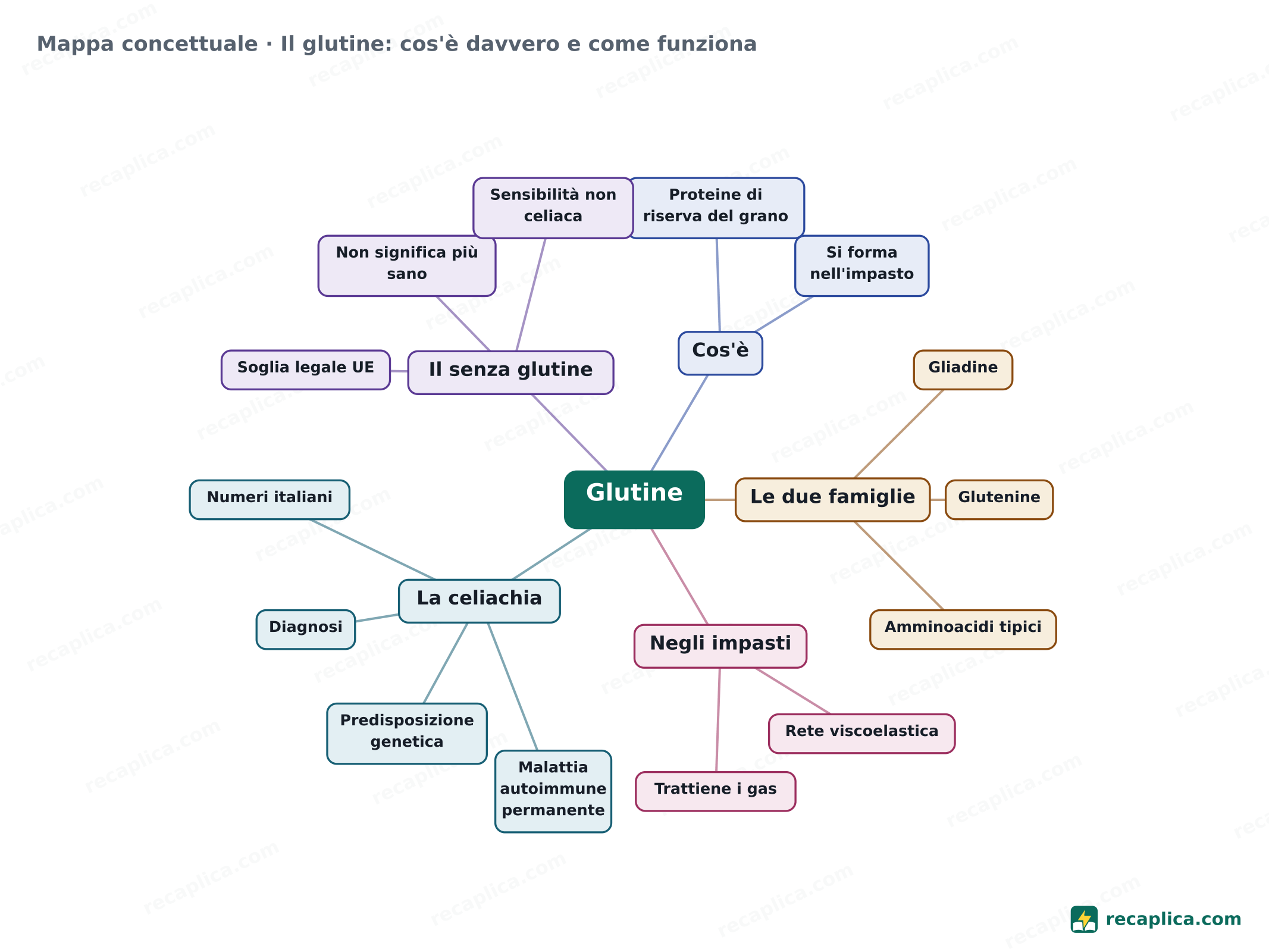 Mappa concettuale: Il glutine: cos'è davvero e come funziona