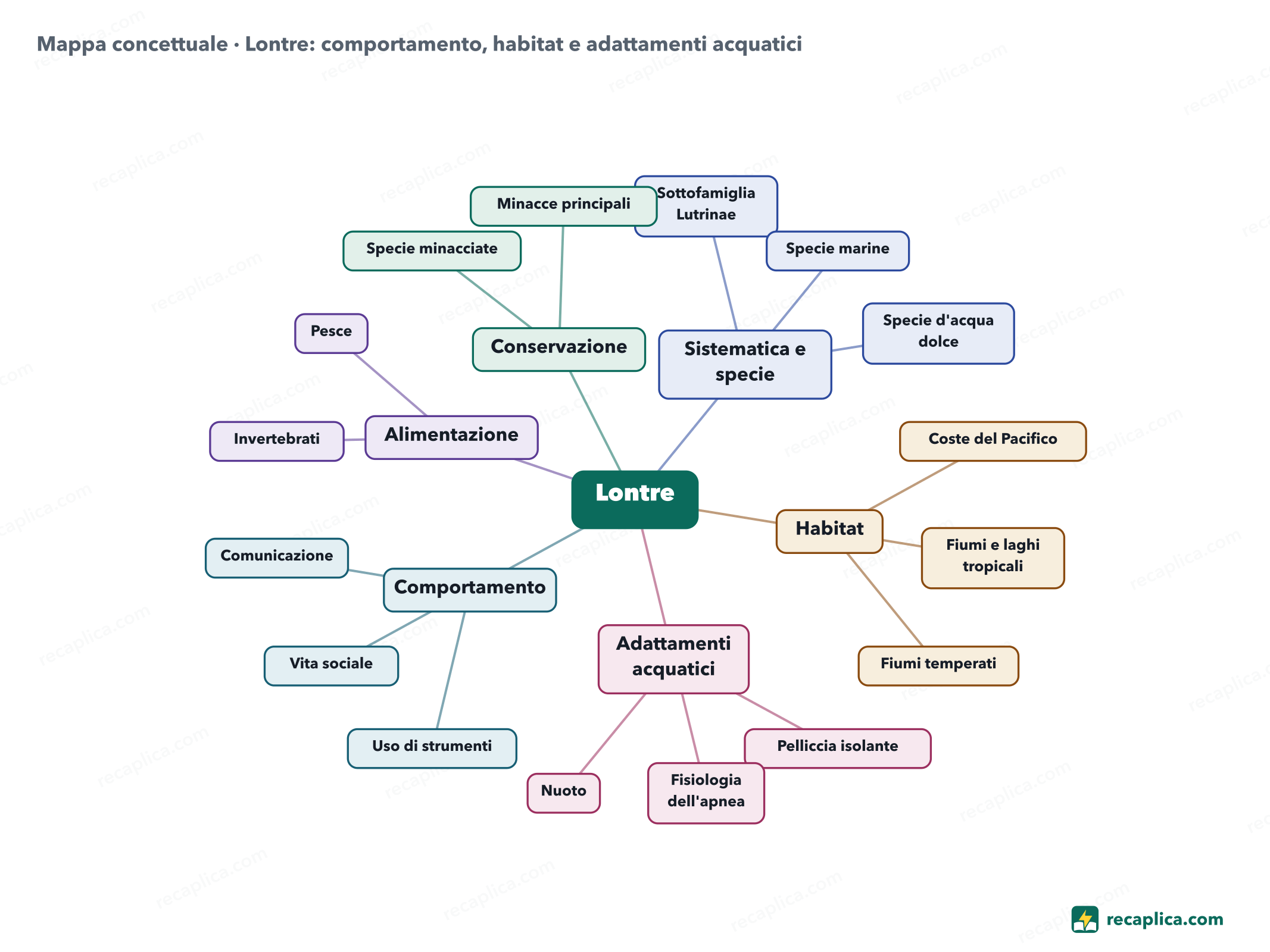 Mappa concettuale: Lontre: comportamento, habitat e adattamenti acquatici