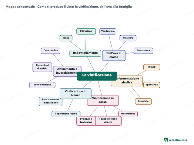 Mappa concettuale: Come si produce il vino